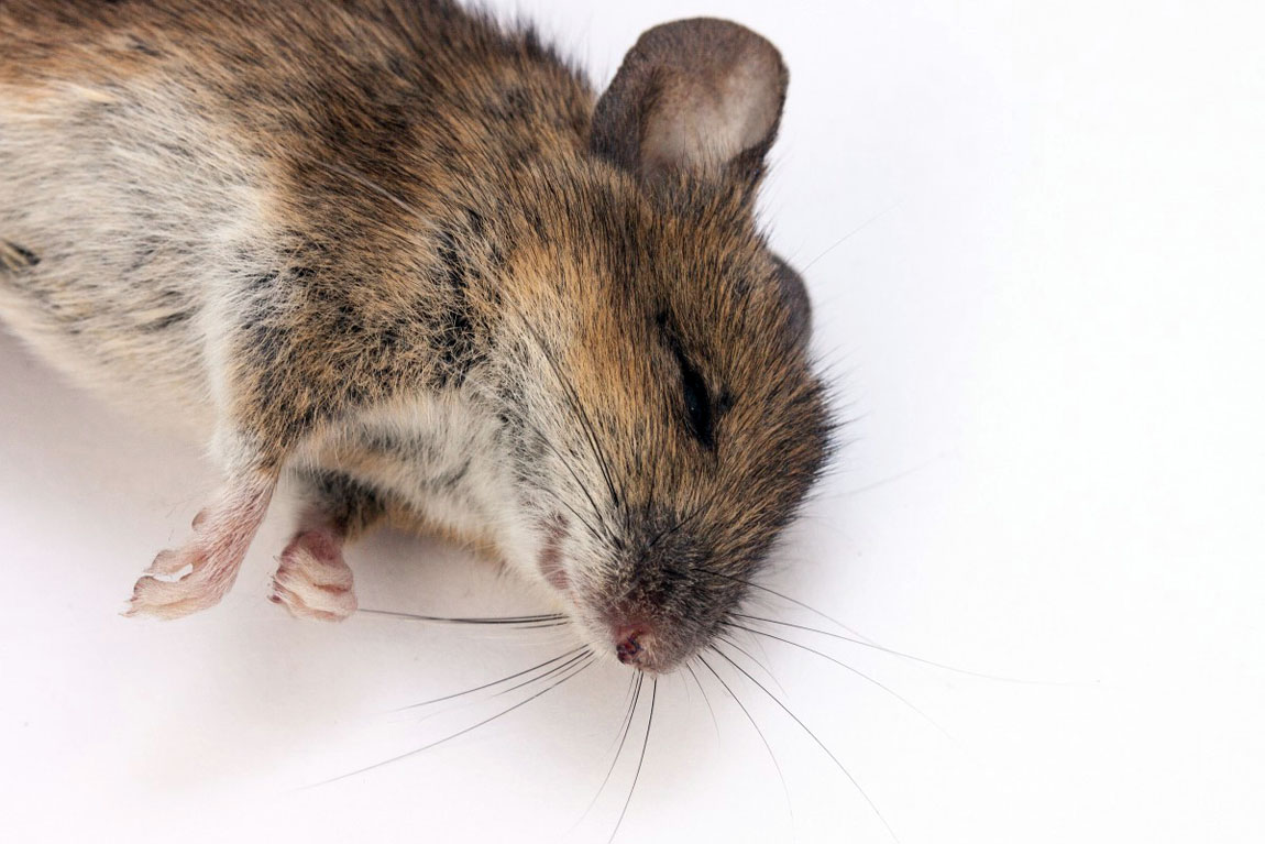 La mort aux rats, un produit toxique pour votre chien